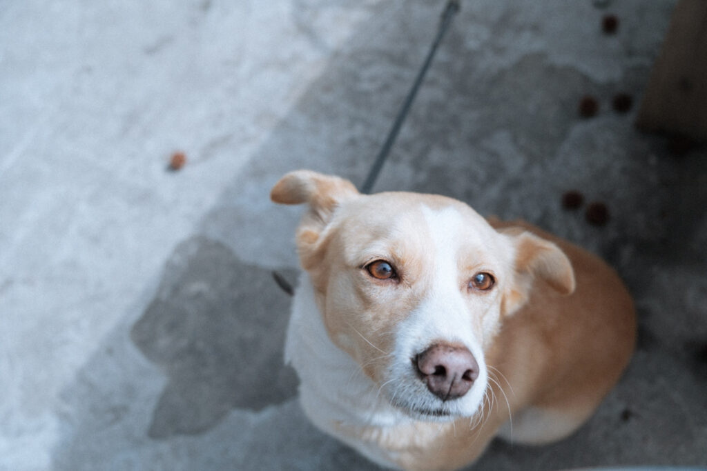 上目遣いでじっとこちらを見つめる、薄茶色と白の犬の顔のクローズアップ